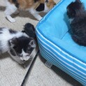 子猫ちゃん☆
