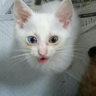 （一時停止）ほぼ白２ヶ月ワクチン１回・駆虫・血検済