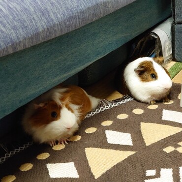 ソファーの足下占拠～