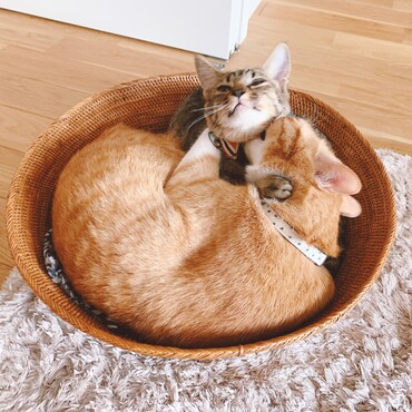 ねこかご気に入った？