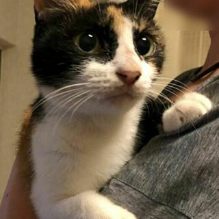 【おしとやか三毛女の子】大切にしてくれる里親様募集