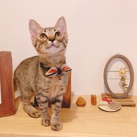 はなこ