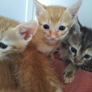 お名前呼ぶとお返事してくれる可愛い兄弟仔猫