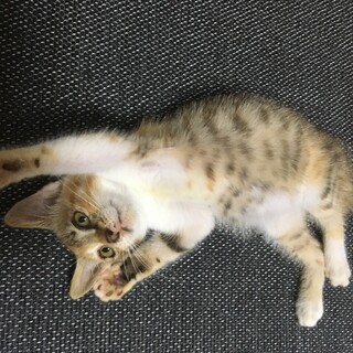 なでなでが大好きな子です！