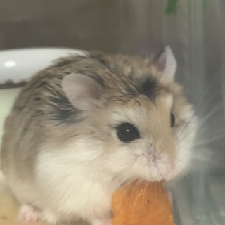 ロボロフスキーハムスター