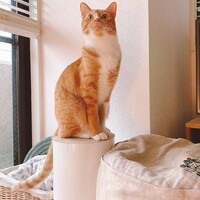 よしお