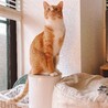 よしお