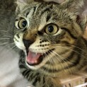 人馴れ抜群、膝に乗るのが大好き、ガッちゃん！
