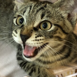 人馴れ抜群、膝に乗るのが大好き、ガッちゃん！