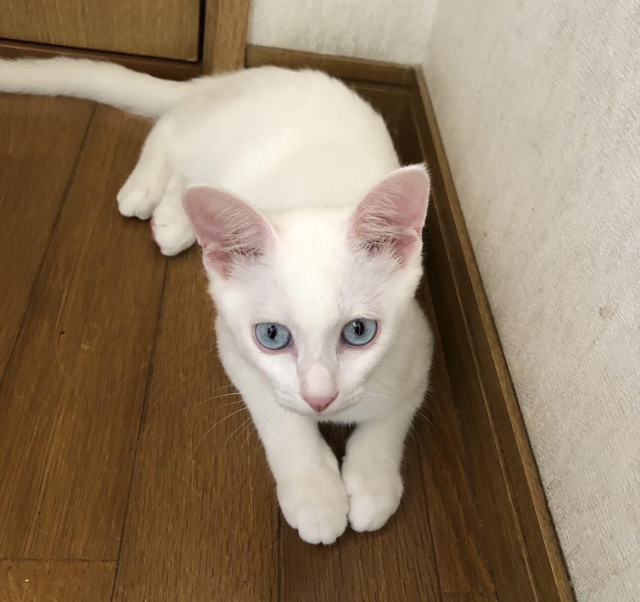 きれいな青い目のやんちゃ 徳島県 猫の里親募集 ペットのおうち 月間利用者150万人