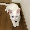 きれいな青い目のやんちゃな男の子