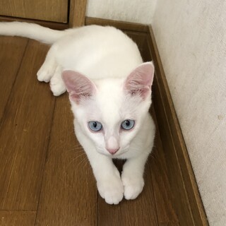 きれいな青い目のやんちゃな男の子