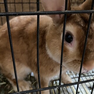 ダイヤ2歳オス、ミニウサギ。