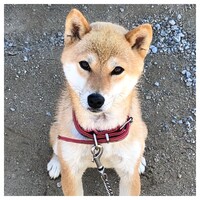 きなこ