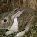 マロン3歳オス、ミニウサギ。