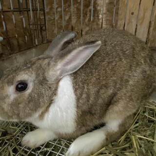 マロン3歳オス、ミニウサギ。