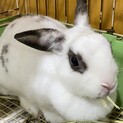 なつき3歳メス、ミニウサギ