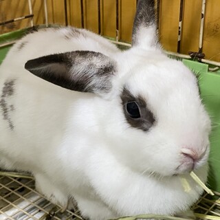 なつき3歳メス、ミニウサギ