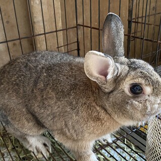 クリス2歳オス、ミニウサギ。
