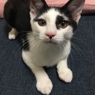 4ヶ月半のオス猫