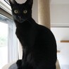 一歳になりました。ほっそり体型で小顔美人のはっちゃん。