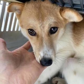 里親様決定しました✨✨ありがとうございました