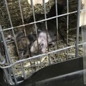 デグー(4匹)の里親募集します。