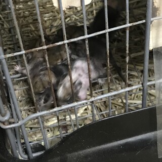 デグー(4匹)の里親募集します。