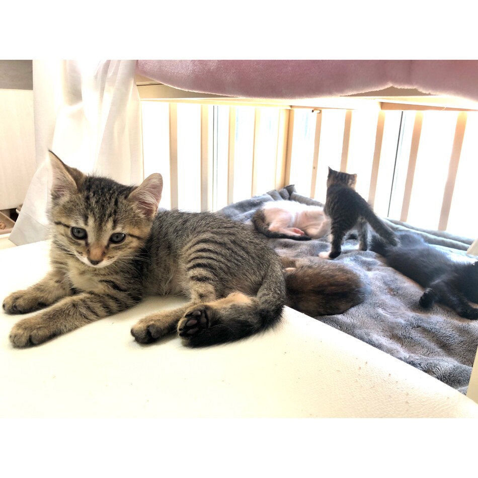 ディアーのカバー写真