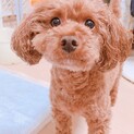 トイプードル(推定8歳) ♂去勢済み