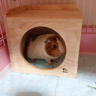 イングリッシュモルモット♀６ヶ月