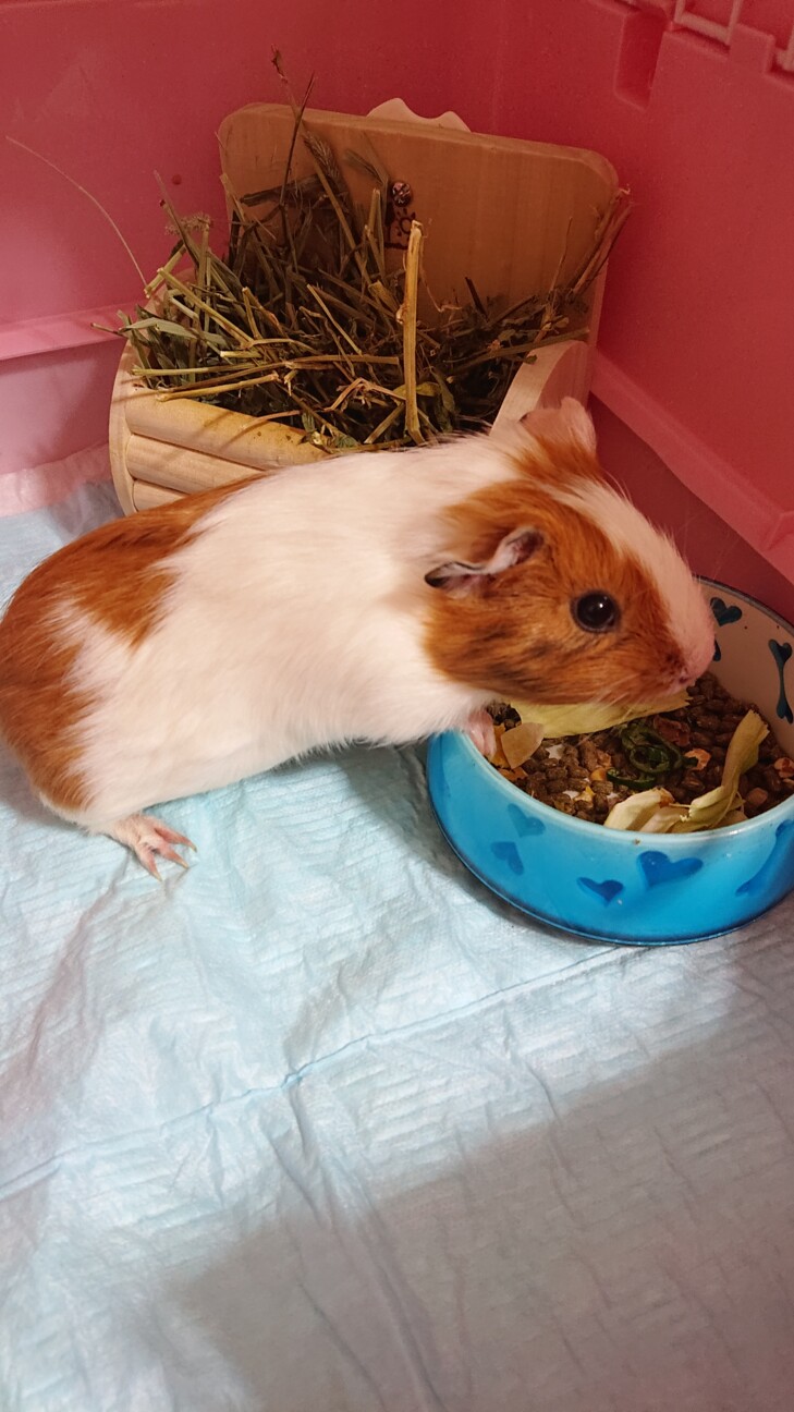 イングリッシュモルモット♀６ヶ月 サムネイル2