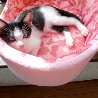 白黒猫のマカちゃん♡♀