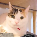 美人な三毛猫です