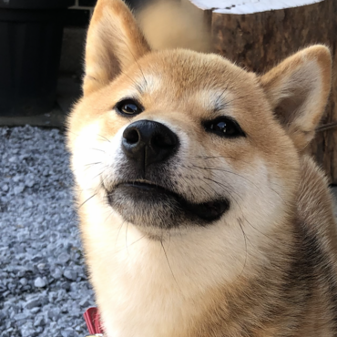 の写真
