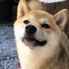 の写真