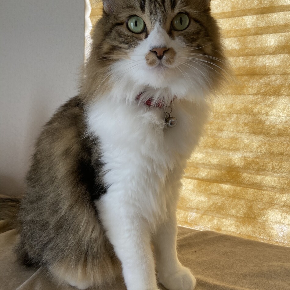 スウミンのカバー写真