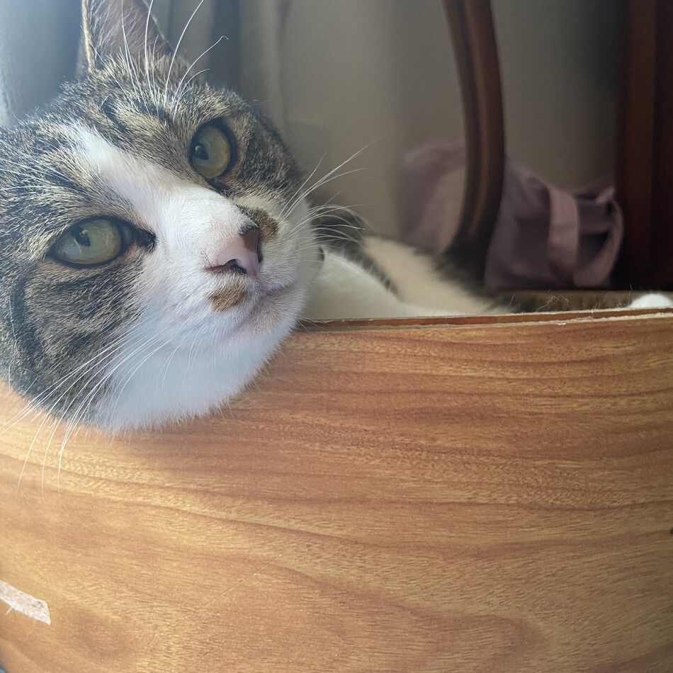 ロイのカバー写真