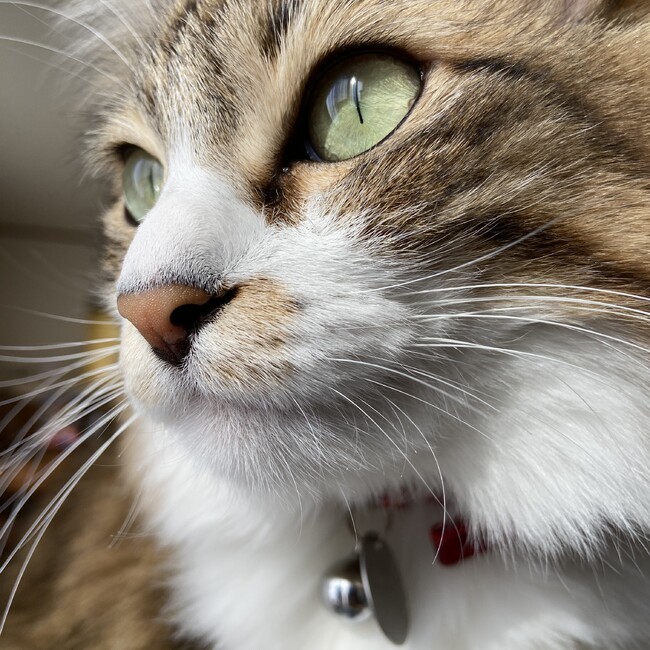 プロペラマリオのカバー写真