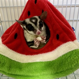 フクモモ男の子