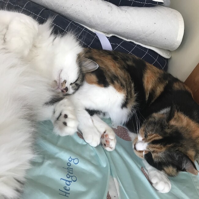 りんつくのカバー写真