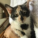 タレ目のミケちゃん