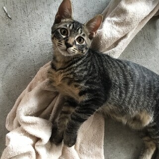 4ヶ月半の子猫の里親募集！トライアル決定！