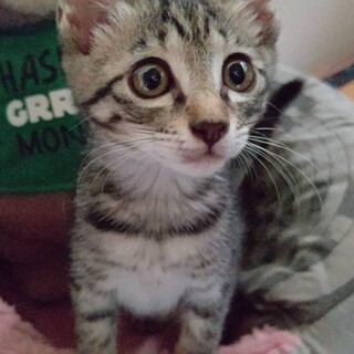 生後2ヶ月位の人懐っこいキジトラの女の子です。