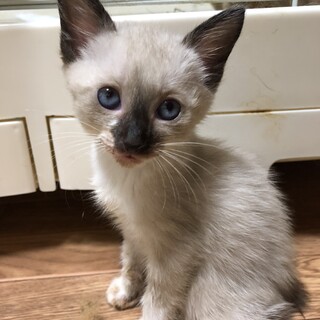 ありがとうございました★シャムMIXムーンちゃん