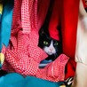 同化してるぜ