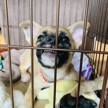 その顔はなんだい！