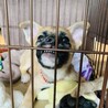 その顔はなんだい！