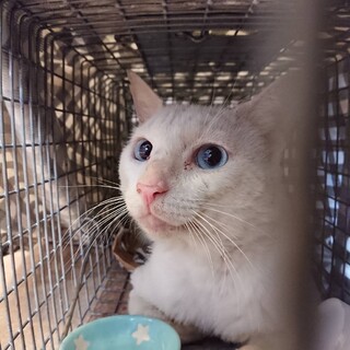 残された青い目の兄弟