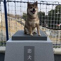 豆柴の女の子4歳とダックスフンド男の子3歳